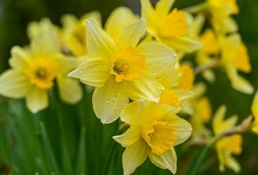 Yellow daffodil